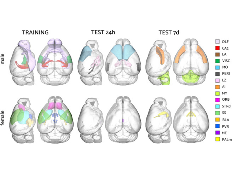 Una nuova tecnologia ottica rivela differenze tra il cervello maschile e  femminile del topo nella formazione della memoria legata ad eventi avversi  – CNR – Istituto Nazionale di Ottica